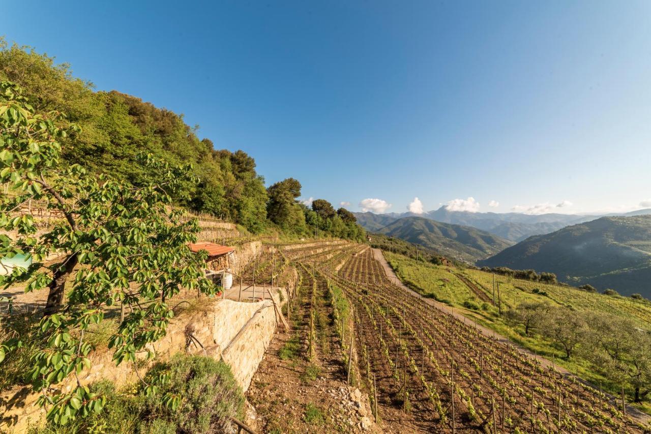 Casetta Mari Immersa In Un Vigneto Dolceacqua Εξωτερικό φωτογραφία